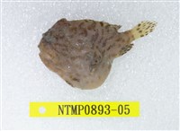 藏品(條紋躄魚)的圖片